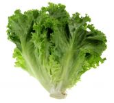 Lettuce, Green Leaf